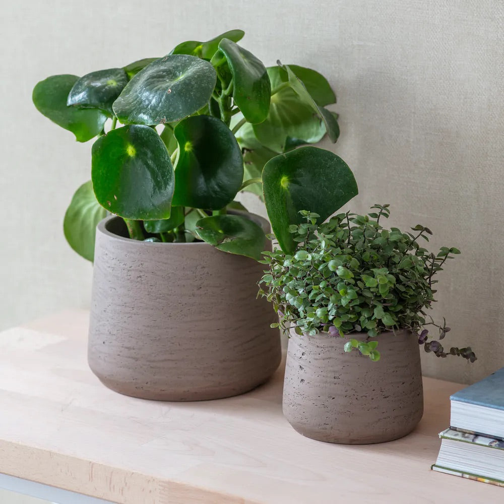 Warm Stone Tapered Cement Plant Pots - Set of 2 with plants